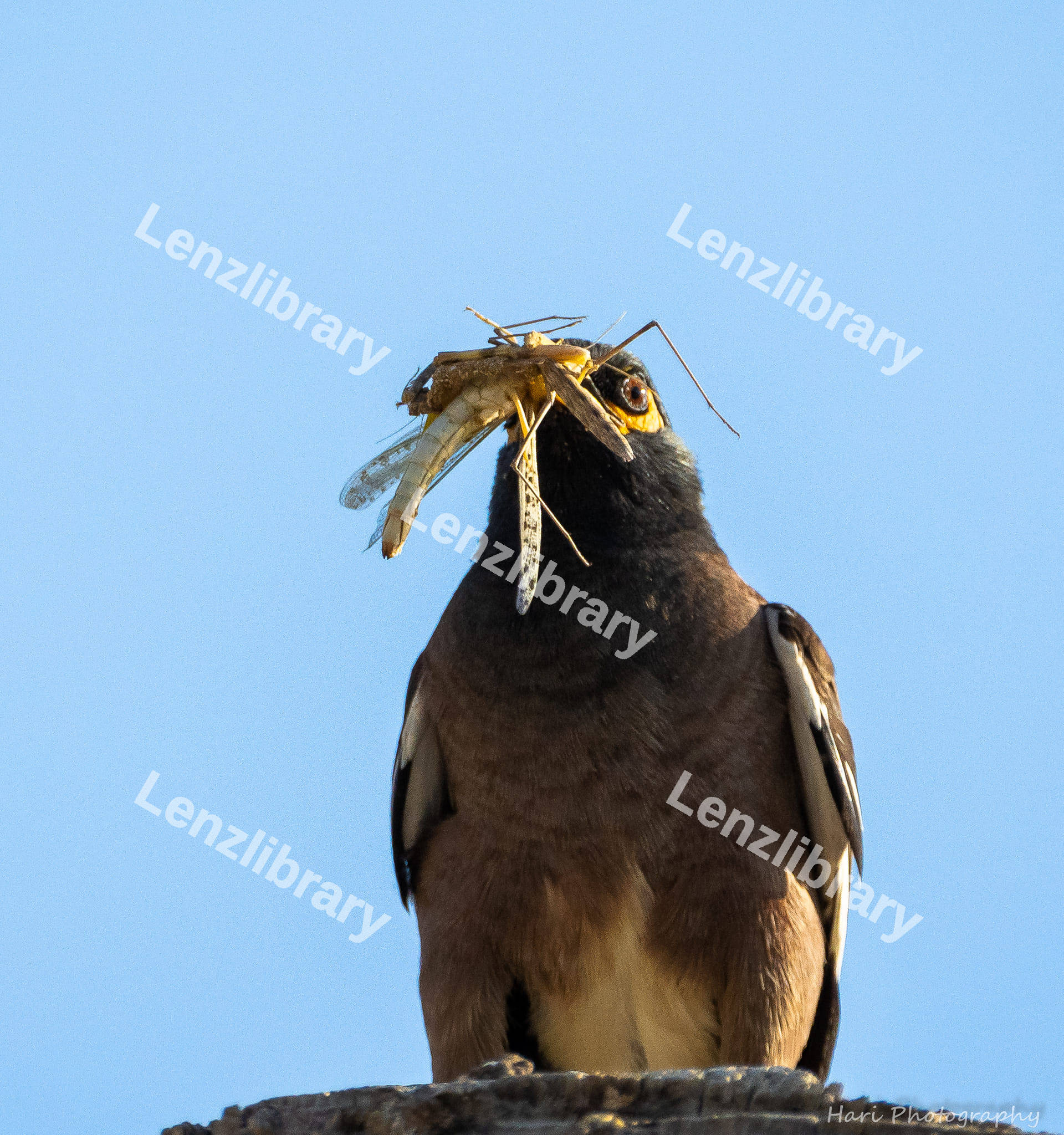 Myna bird caught a cricket